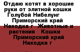 Отдаю котят в хорошие руки от элитной кошки “Голубой Нибелунг“   - Приморский край, Находка г. Животные и растения » Кошки   . Приморский край,Находка г.